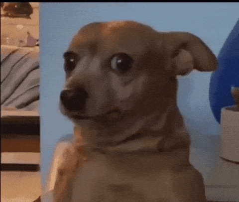 confused dog